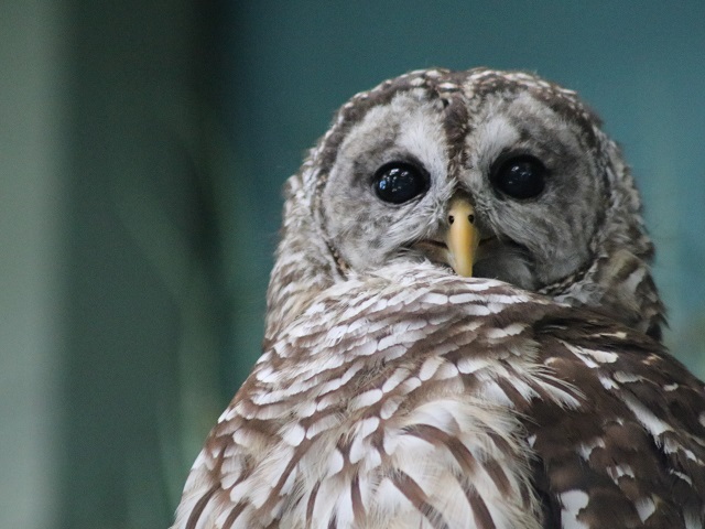 Barred Owl