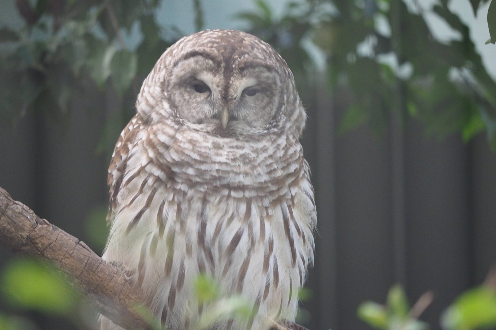 Barred owl