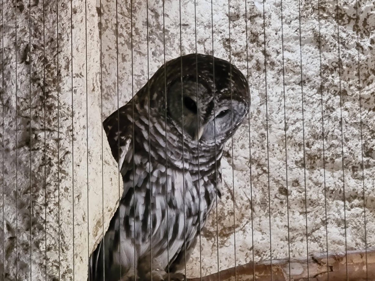 Barred Owl