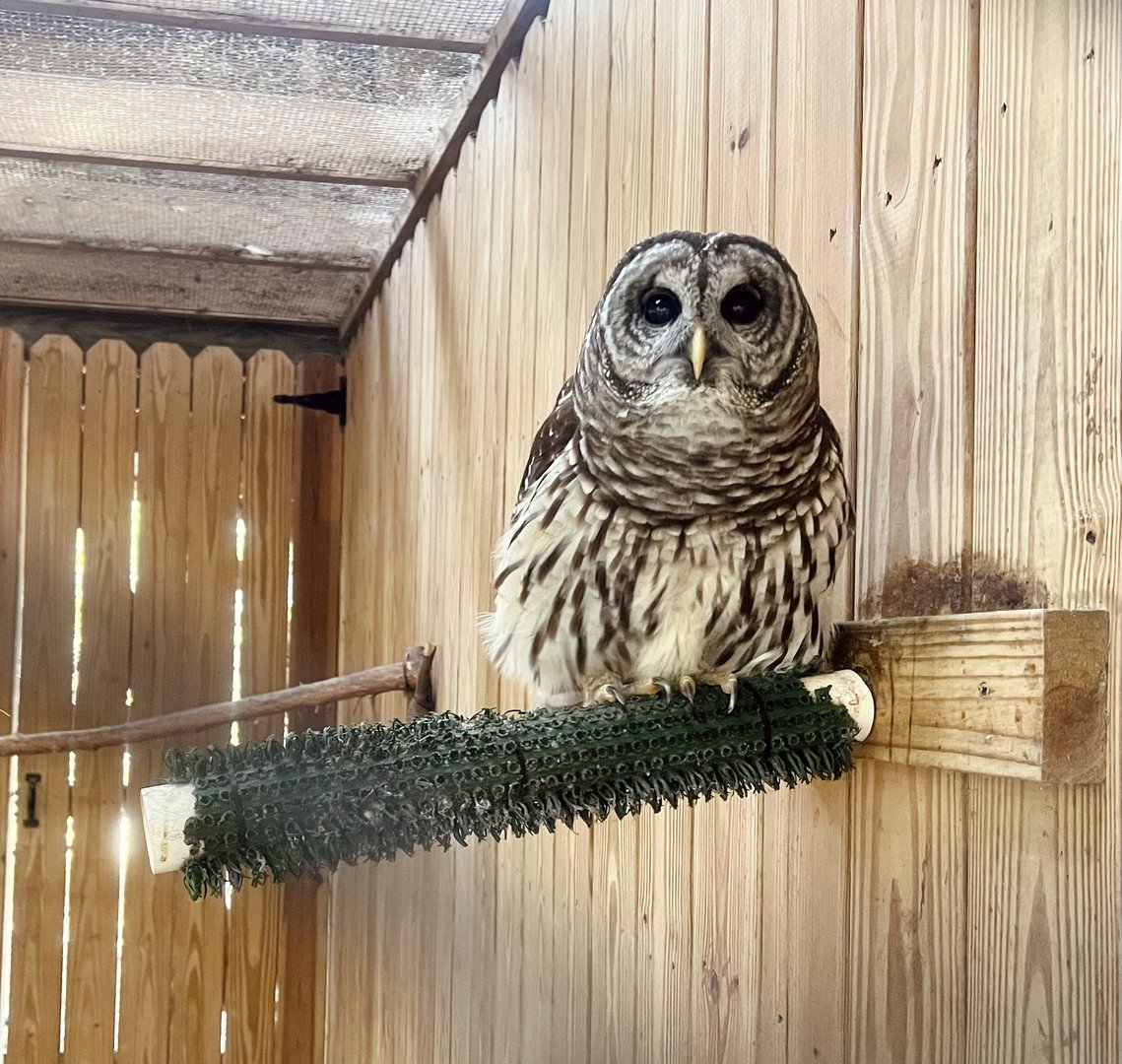 Barred Owl