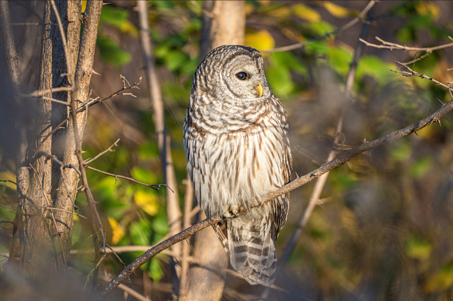 Barred Owl