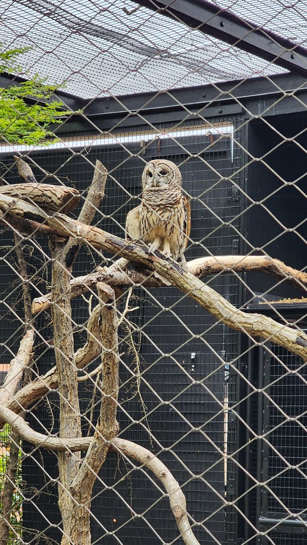 Barred Owl