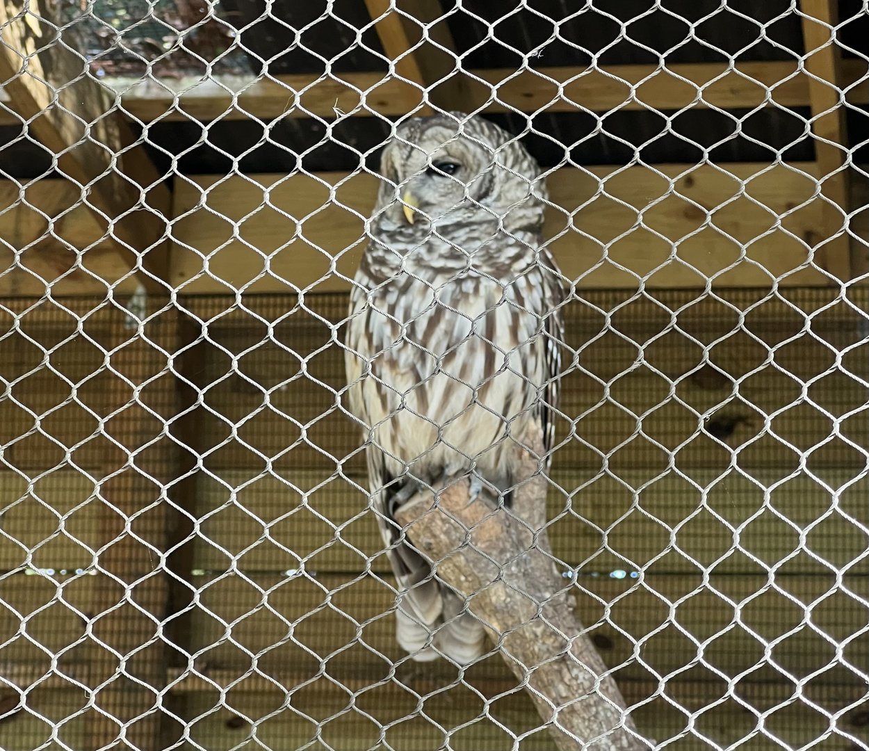 Barred Owl