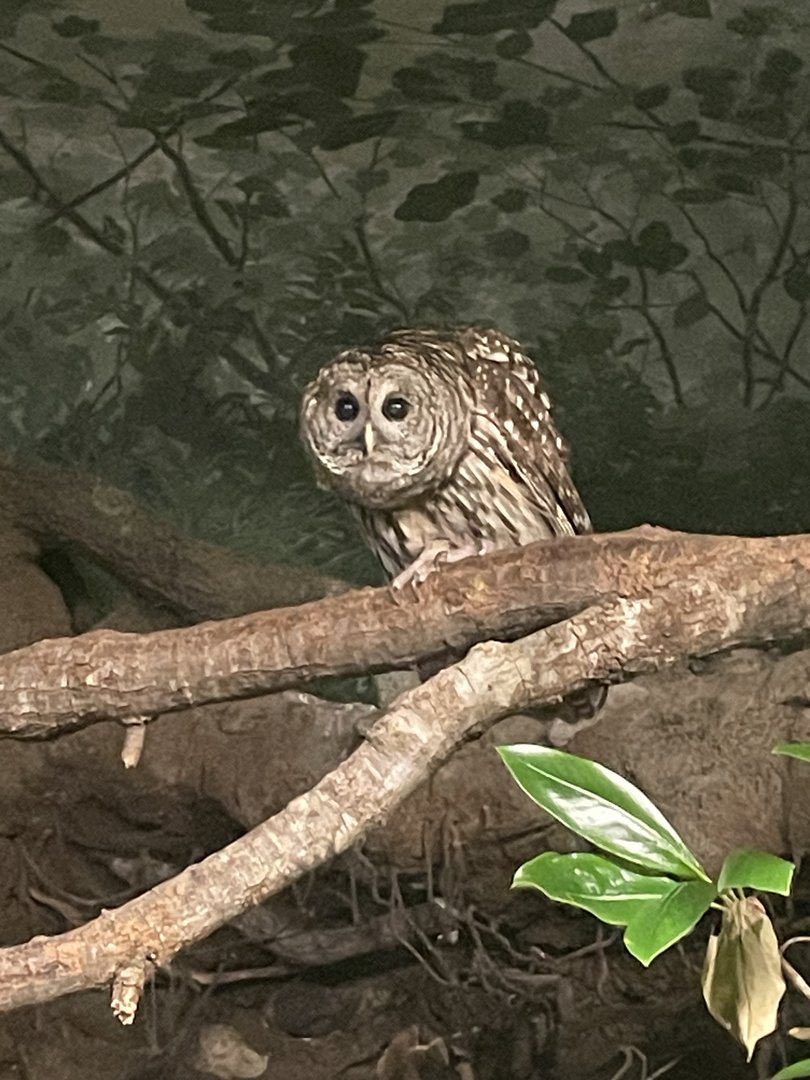 Barred Owl