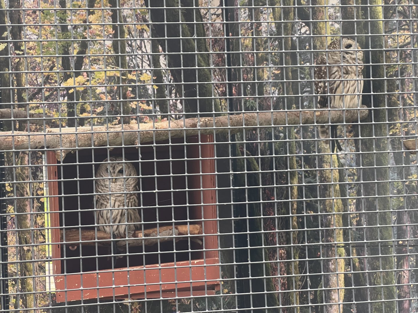 Barred Owl