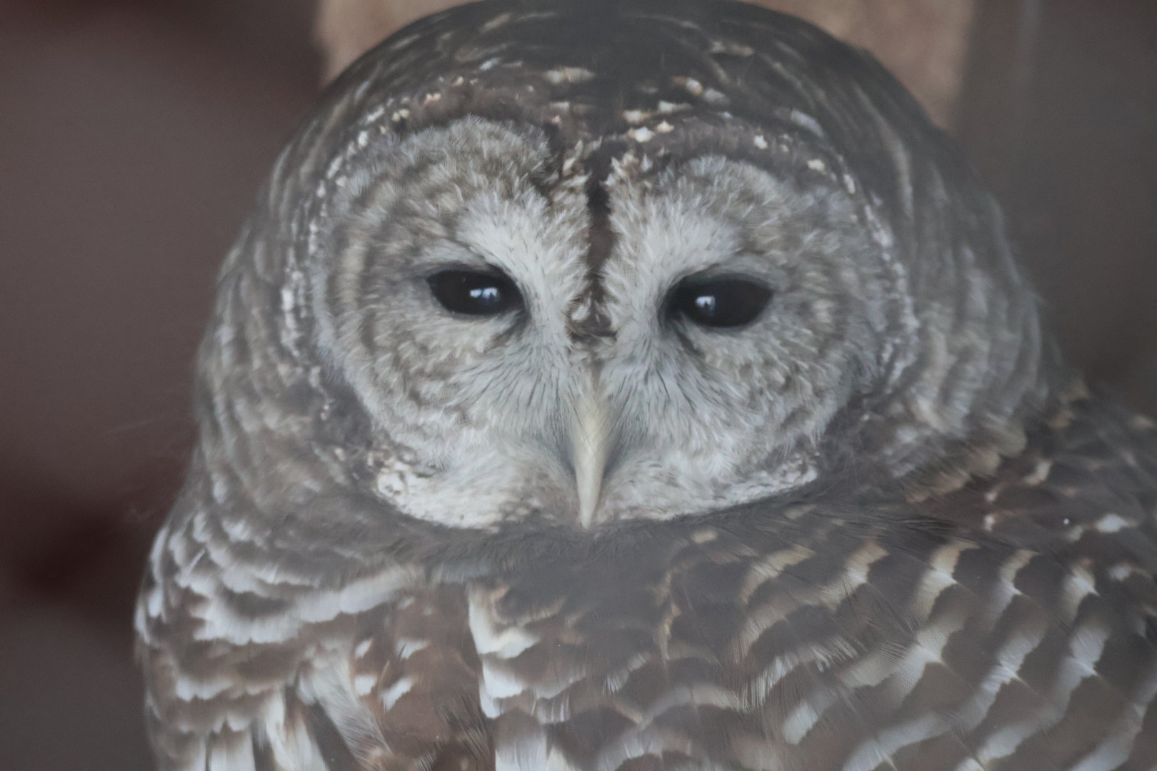 Barred Owl