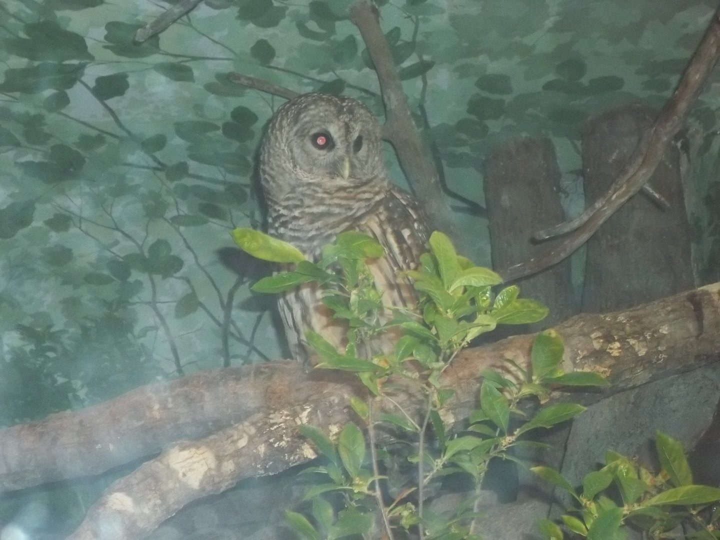 Barred Owl