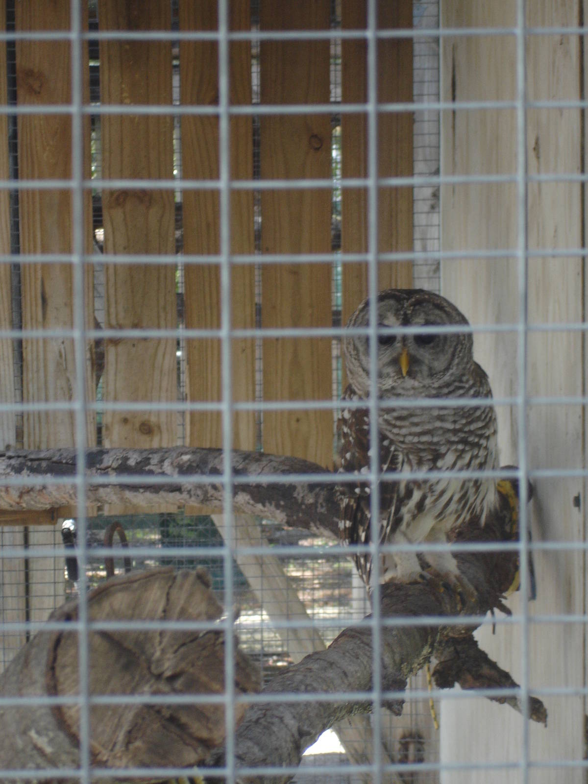 Barred Owl