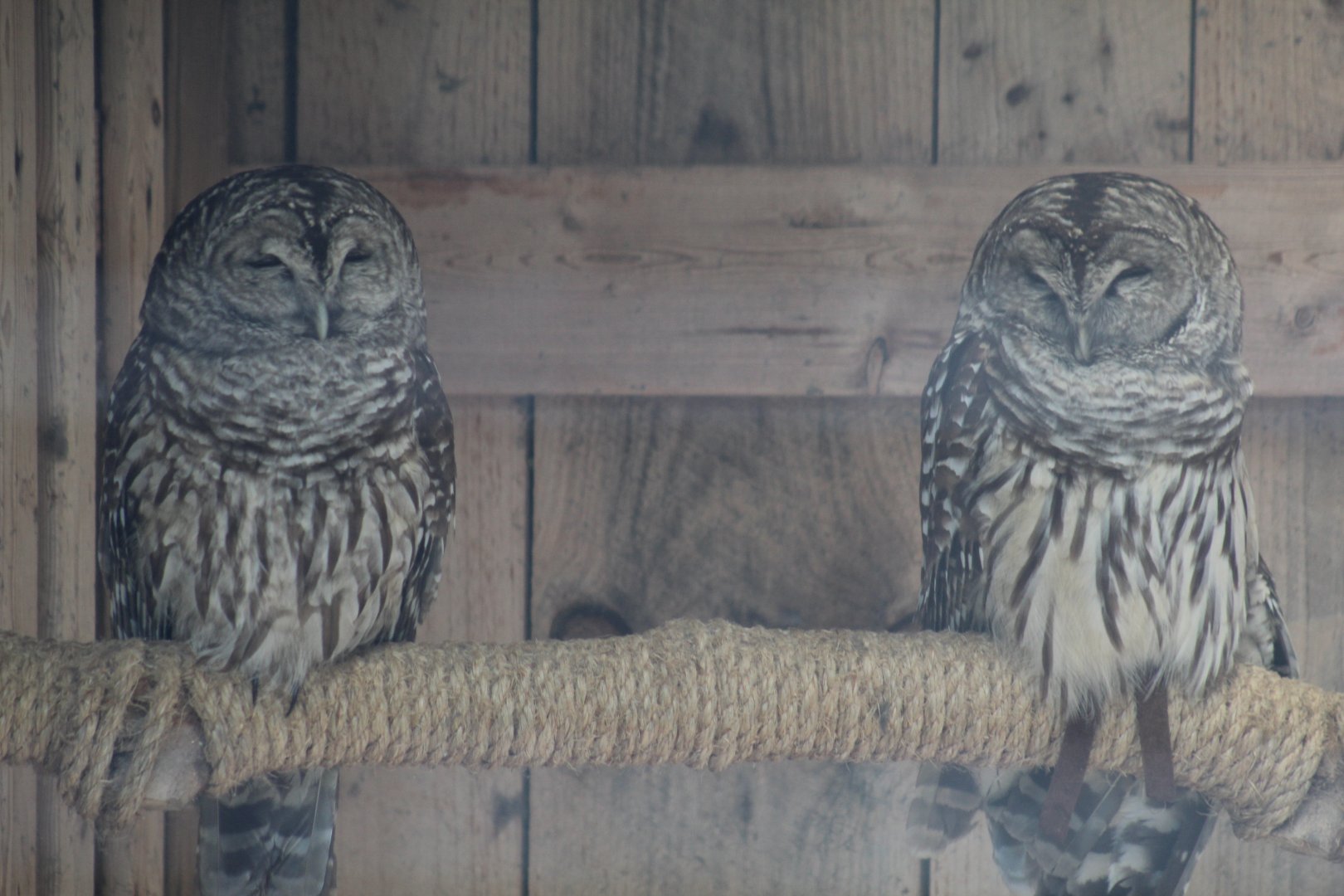 Barred Owls