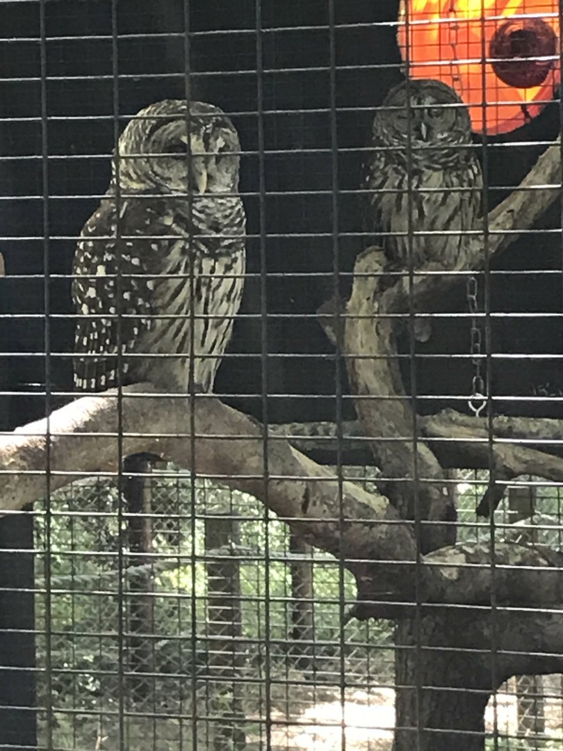 Barred owls