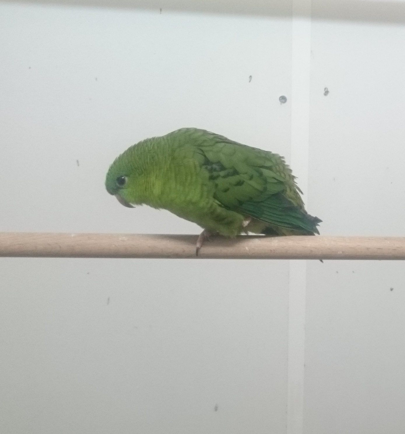 Barred parakeet