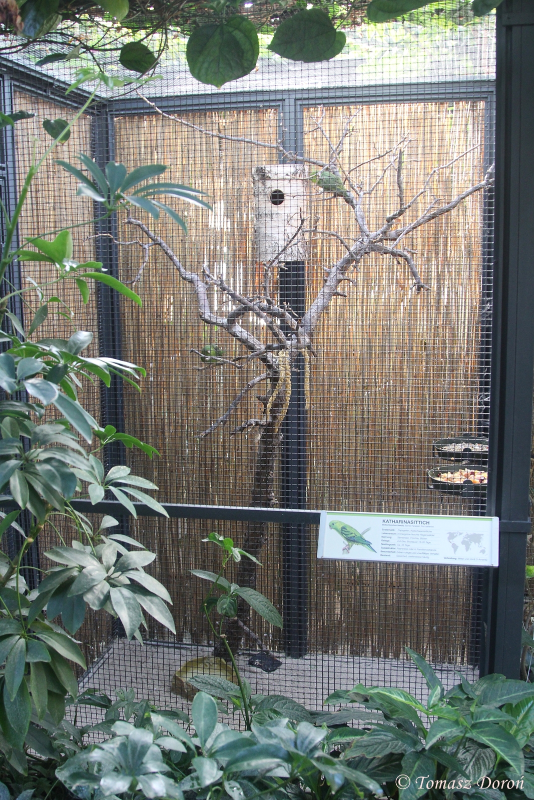 Barred Parakeets aviary