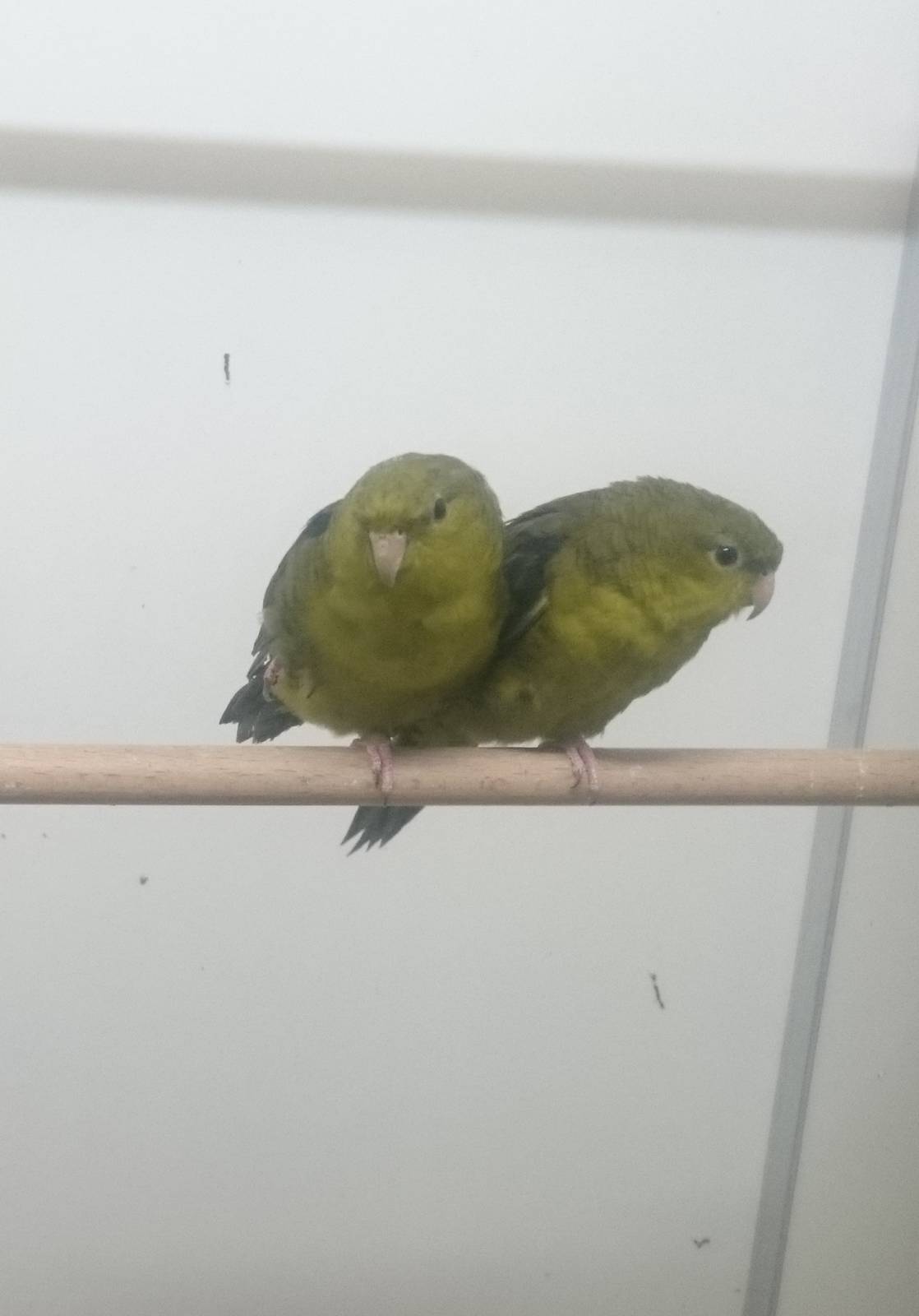 Barred parakeets