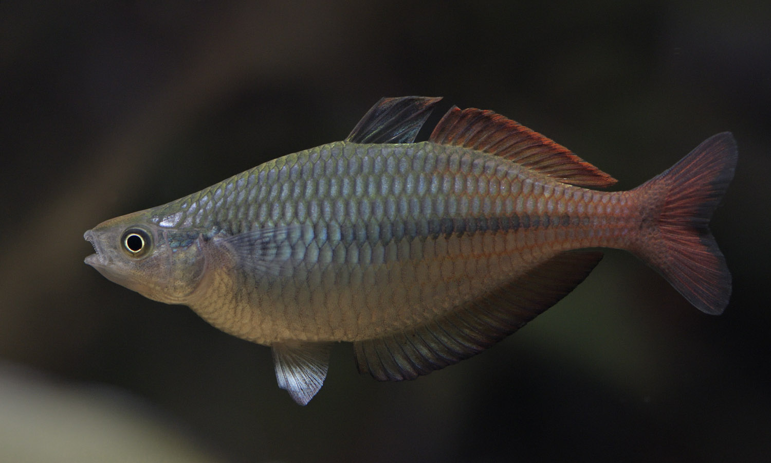 Barred rainbowfish