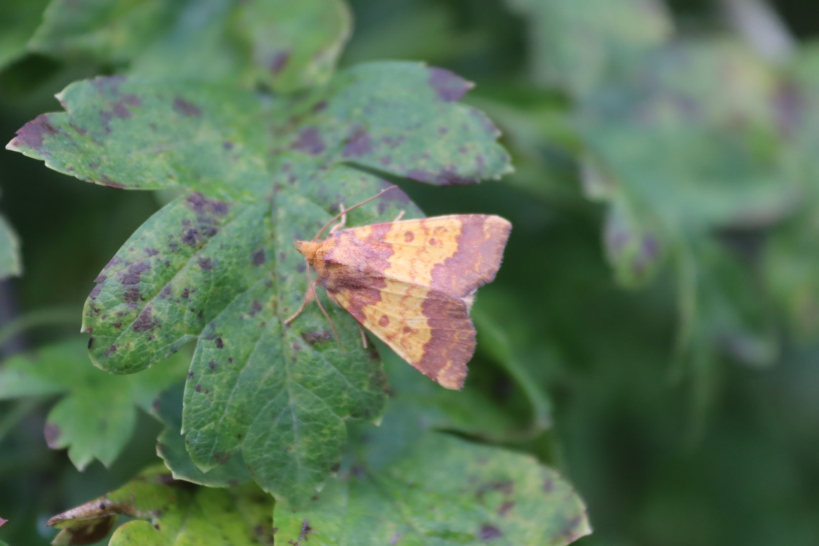 Barred Sallow (Tiliacea aurago)