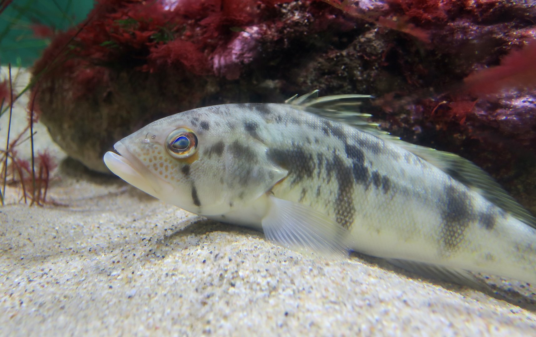 Barred Sand Bass ((Paralabrax nebulifer))
