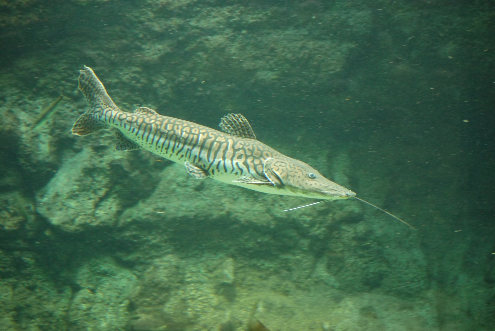 Barred Shovelnose Catfish