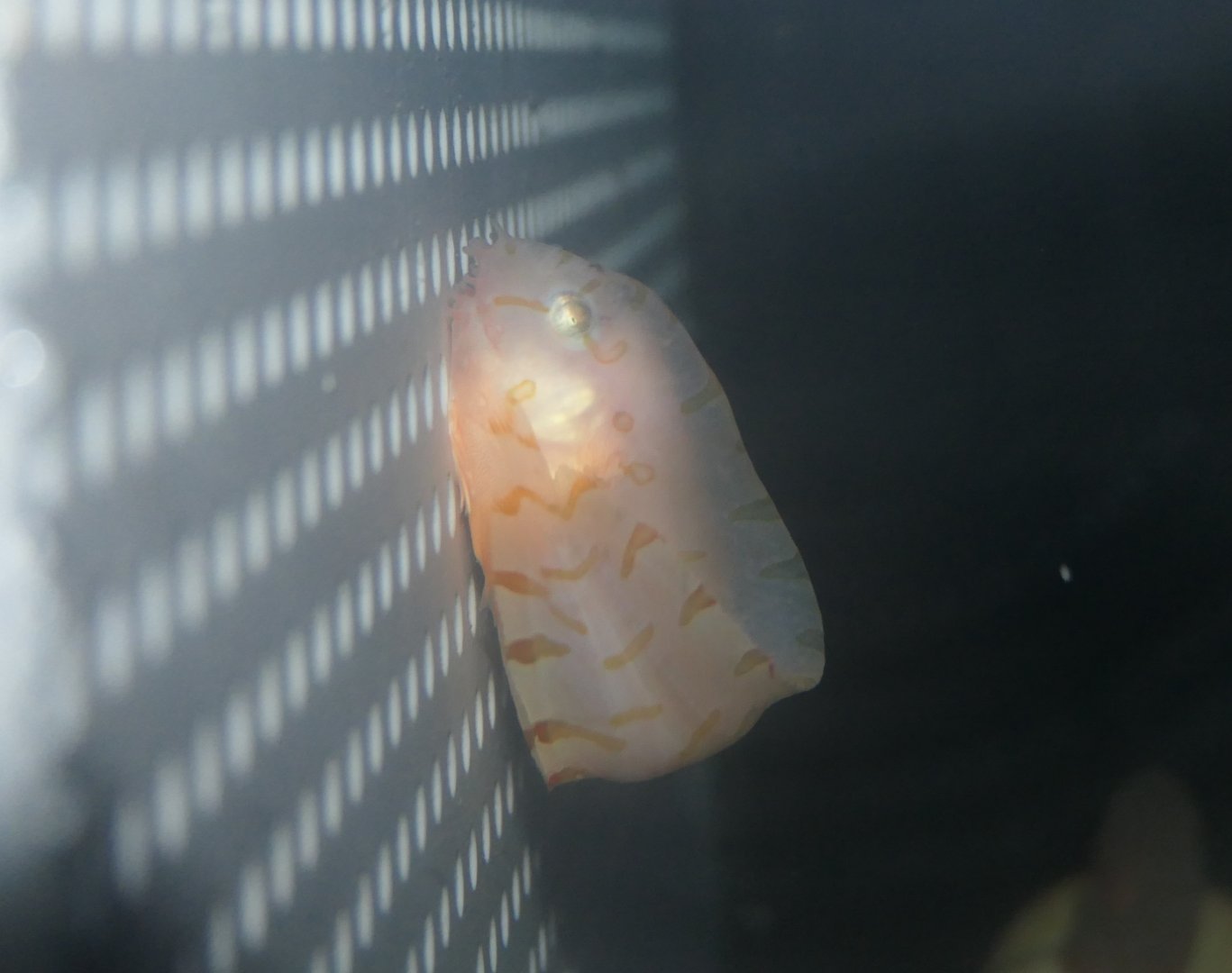 Barred Snailfish (Crystallias matsushimae) - Uozu Aquarium