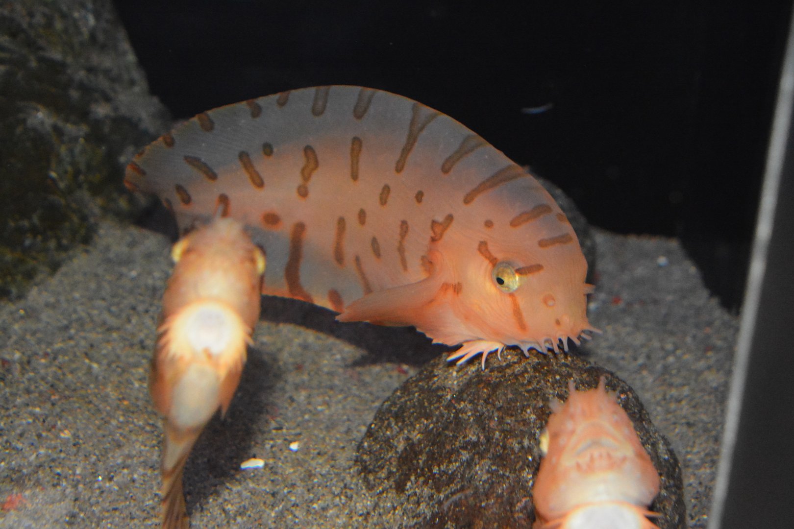 Barred snailfish (Crystallichthys matsushimae)