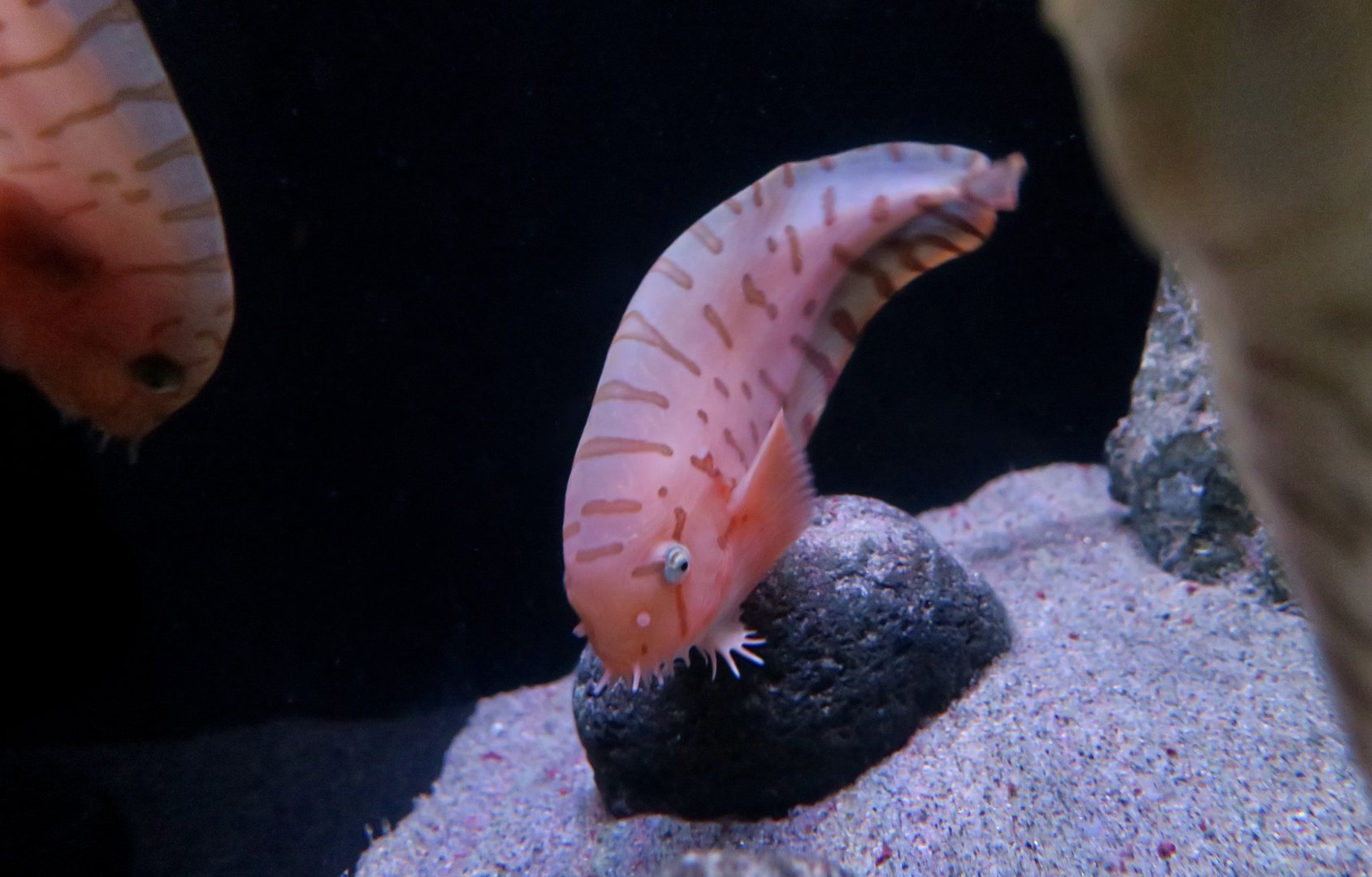Barred Snailfish (Crystallichthys matsushimae)