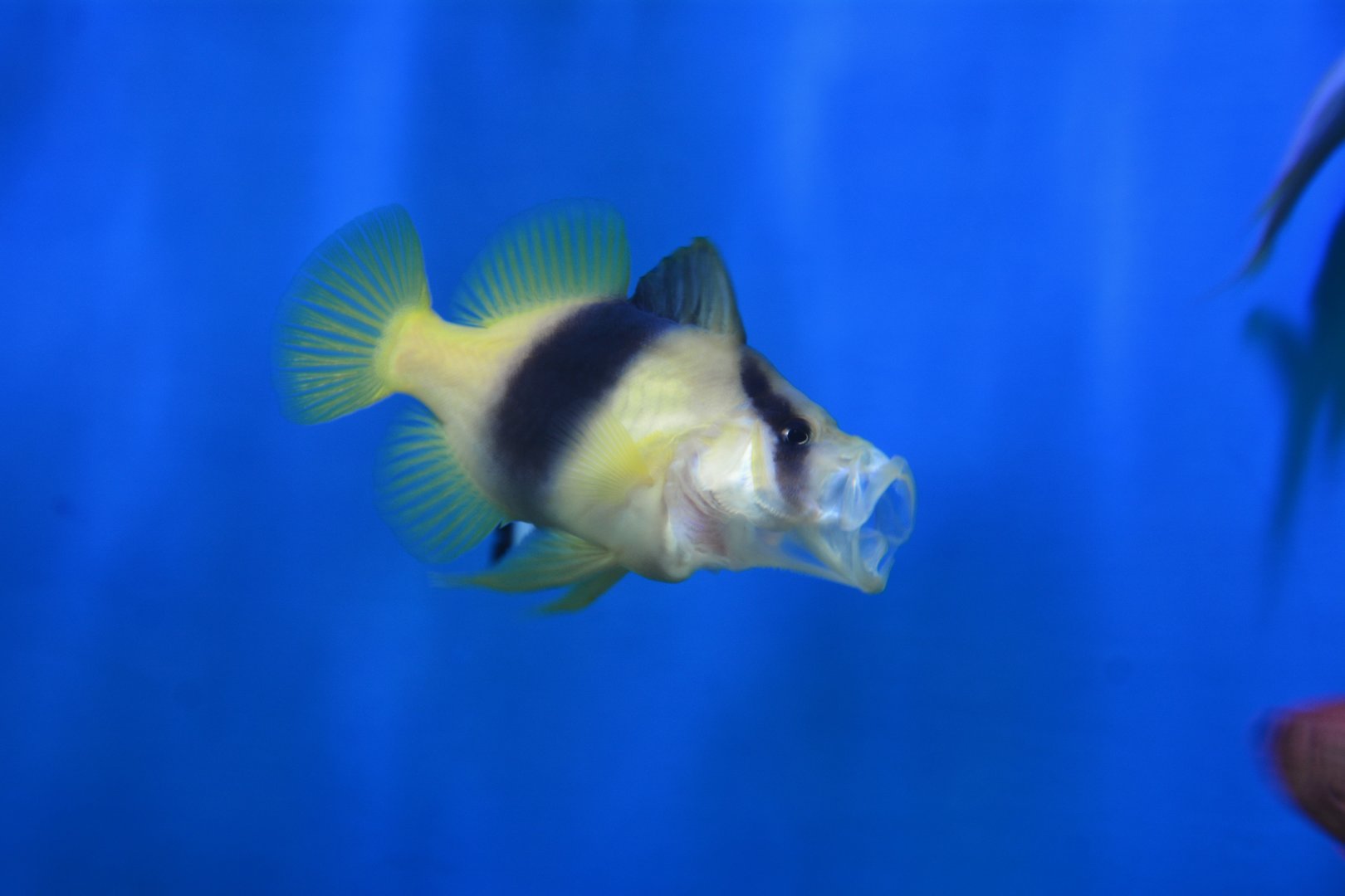 Barred soapfish (Diploprion bifasciatum)