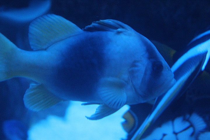 Barred soapfish (Diploprion bifasciatum)