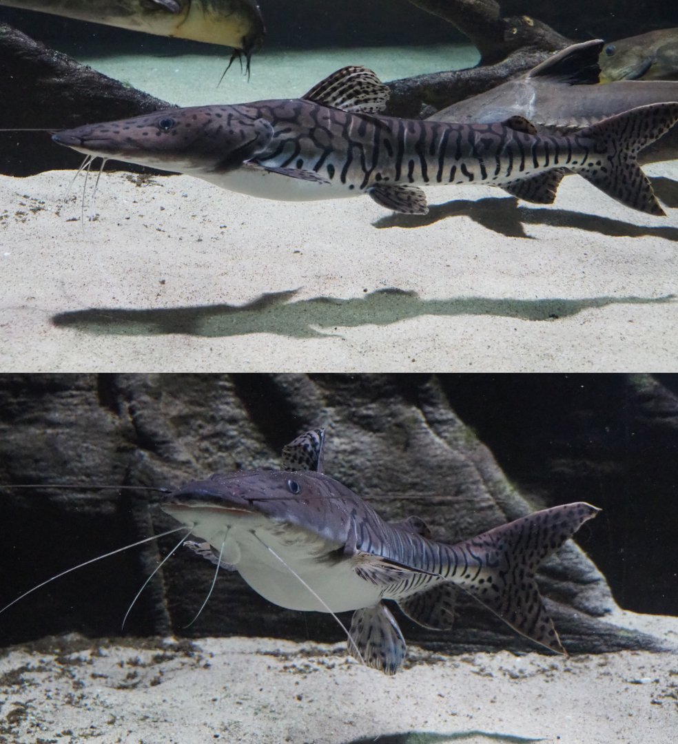 Barred sorubim catfish (Pseudoplatystoma fasciatum), 2020-05-24