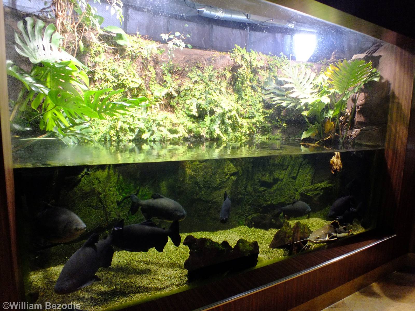 Barred Sorubim, Pacu, and Redtail Catfish Tank - Gdynia Aquarium