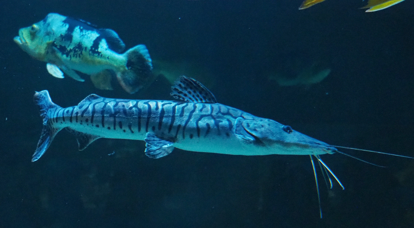 Barred sorubim (Pseudoplatystoma fasciatum), 2019-04-20