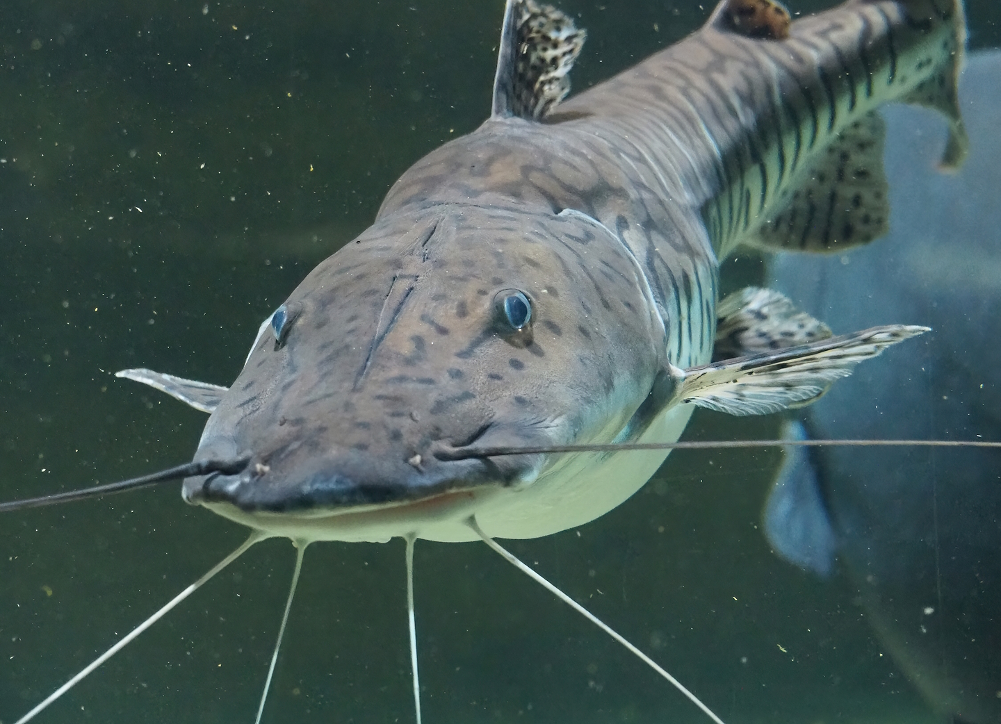 Barred sorubim (Pseudoplatystoma fasciatum), 2023-07-02