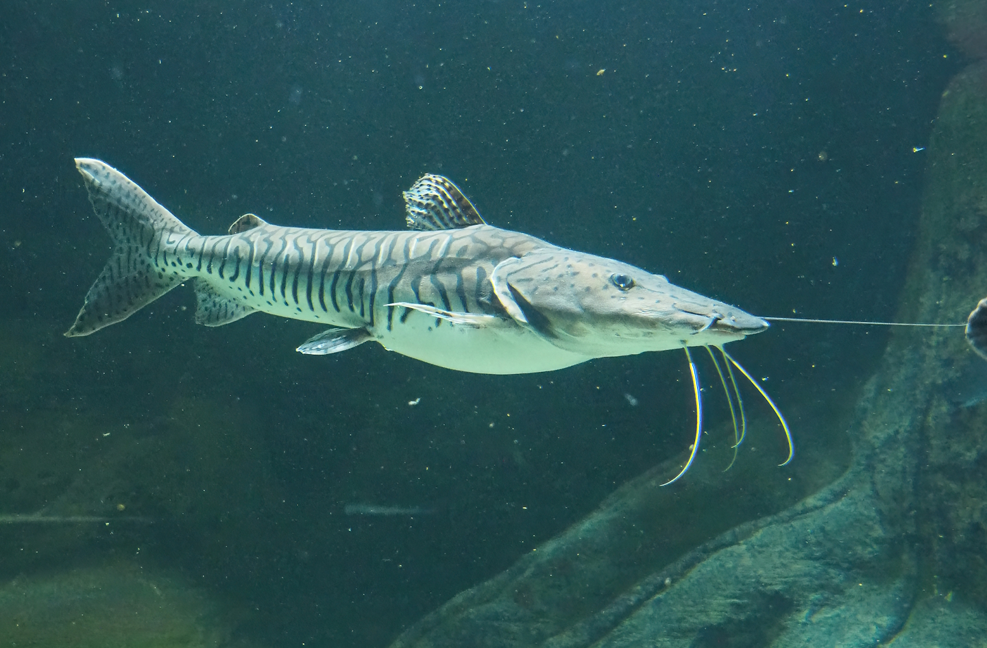 Barred sorubim (Pseudoplatystoma fasciatum), 2023-07-22