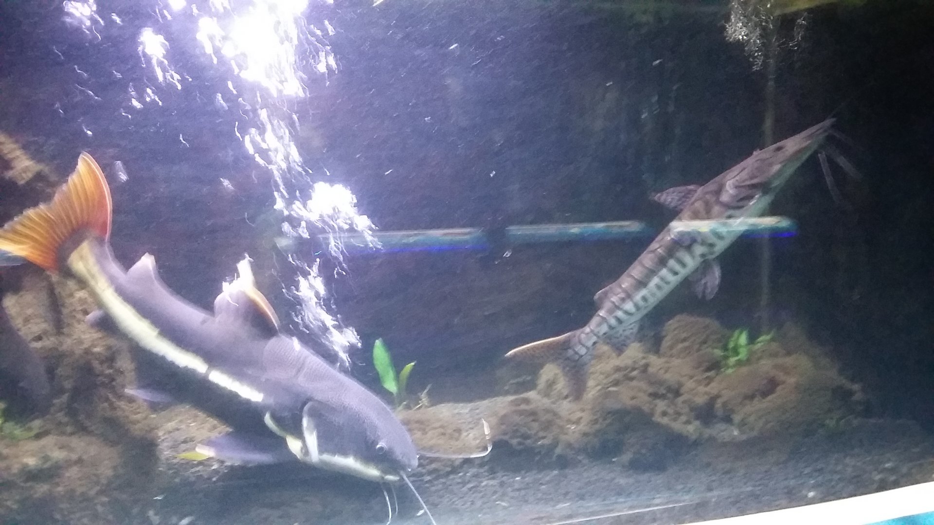 Barred sorubim (Pseudoplatystoma fasciatum) and juvenile red-tailed catfish
