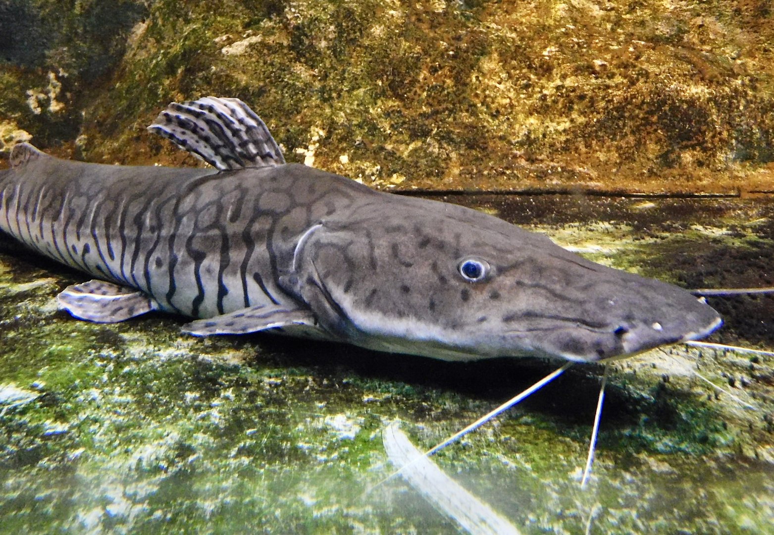 Barred Sorubim (Pseudoplatystoma fasciatum) - Kawasui Kawasaki Aquarium November 19, 2025