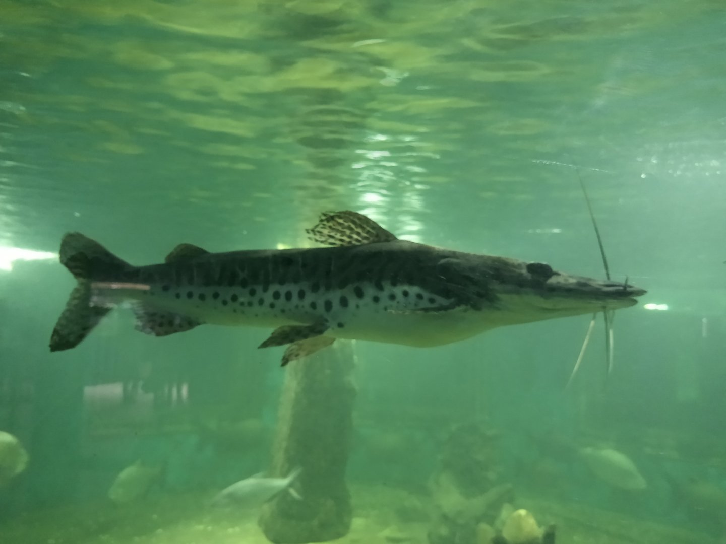 Barred sorubim ( pseudoplatystoma fasciatum)