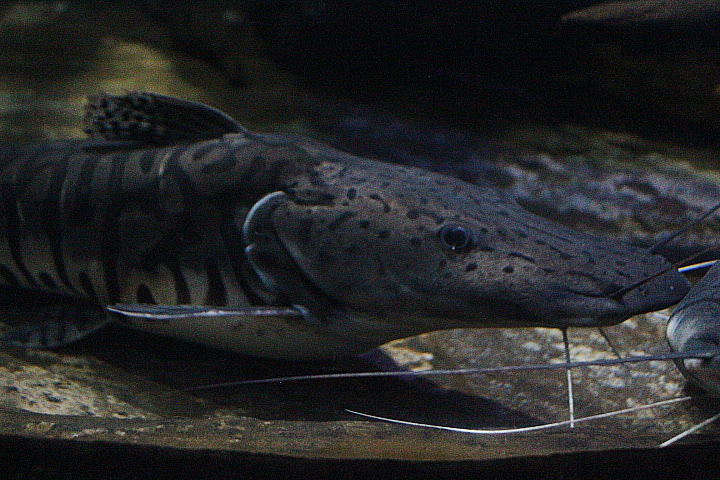 Barred sorubim (Pseudoplatystoma fasciatum)