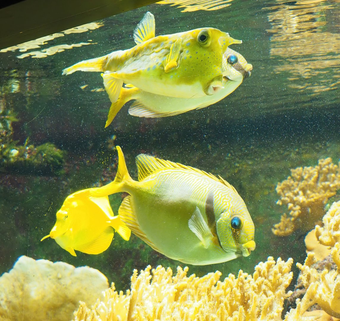 Barred spinefoot (Siganus doliatus)and Longhorn boxfish (Lactoria cornuta), 2023-08-17