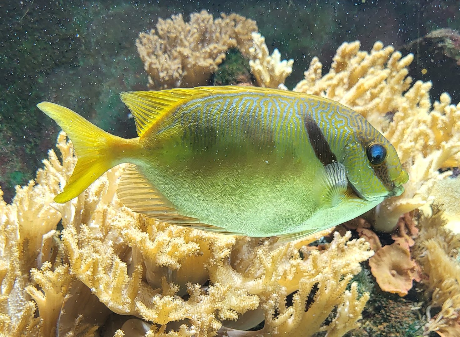 Barred spinefoot - Siganus dolictus