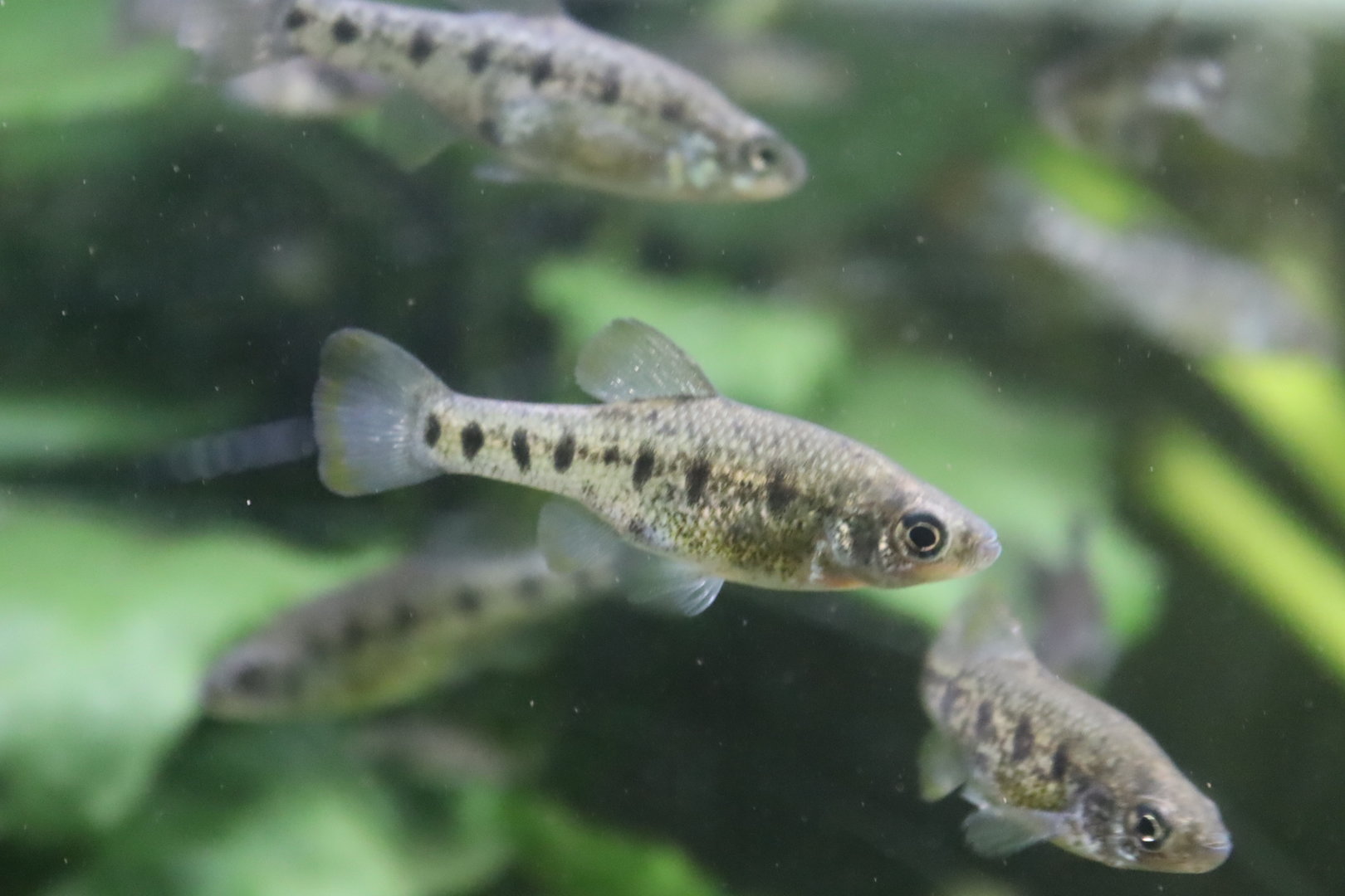 Barred splitfin (Chapalichthys encaustus) 28/10/2022