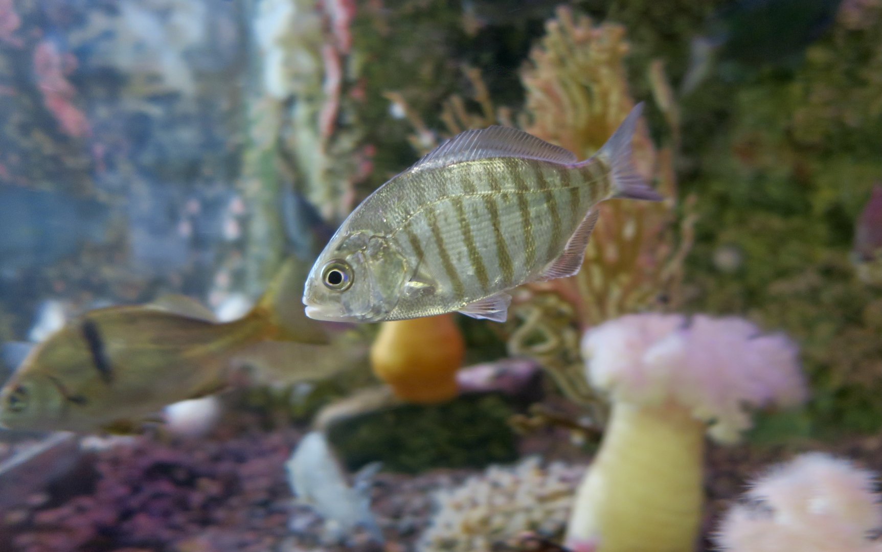 Barred Surfperch (Amphistichus argenteus)