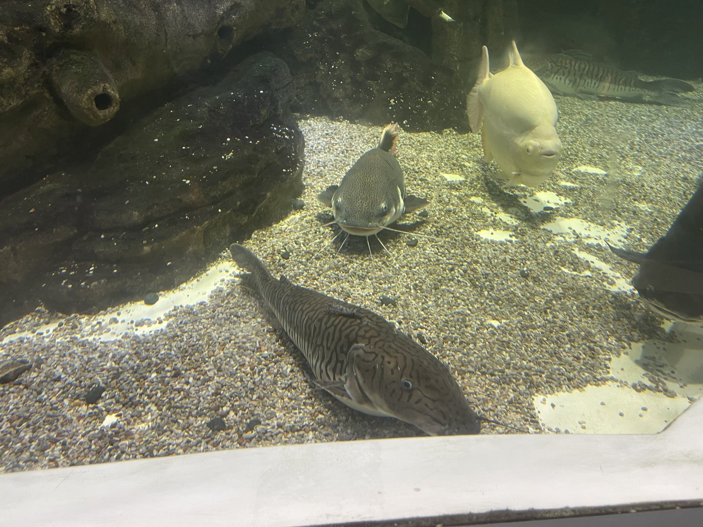 barred surobim (pseudoplatystoma fasciatum) & redtail catfish (phractocephalus hemioliopterus)