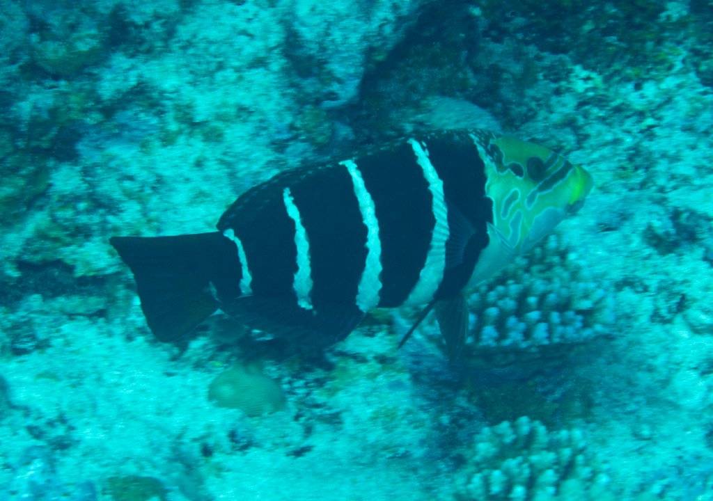 Barred Thicklip (Hemigymnus fasciatus)