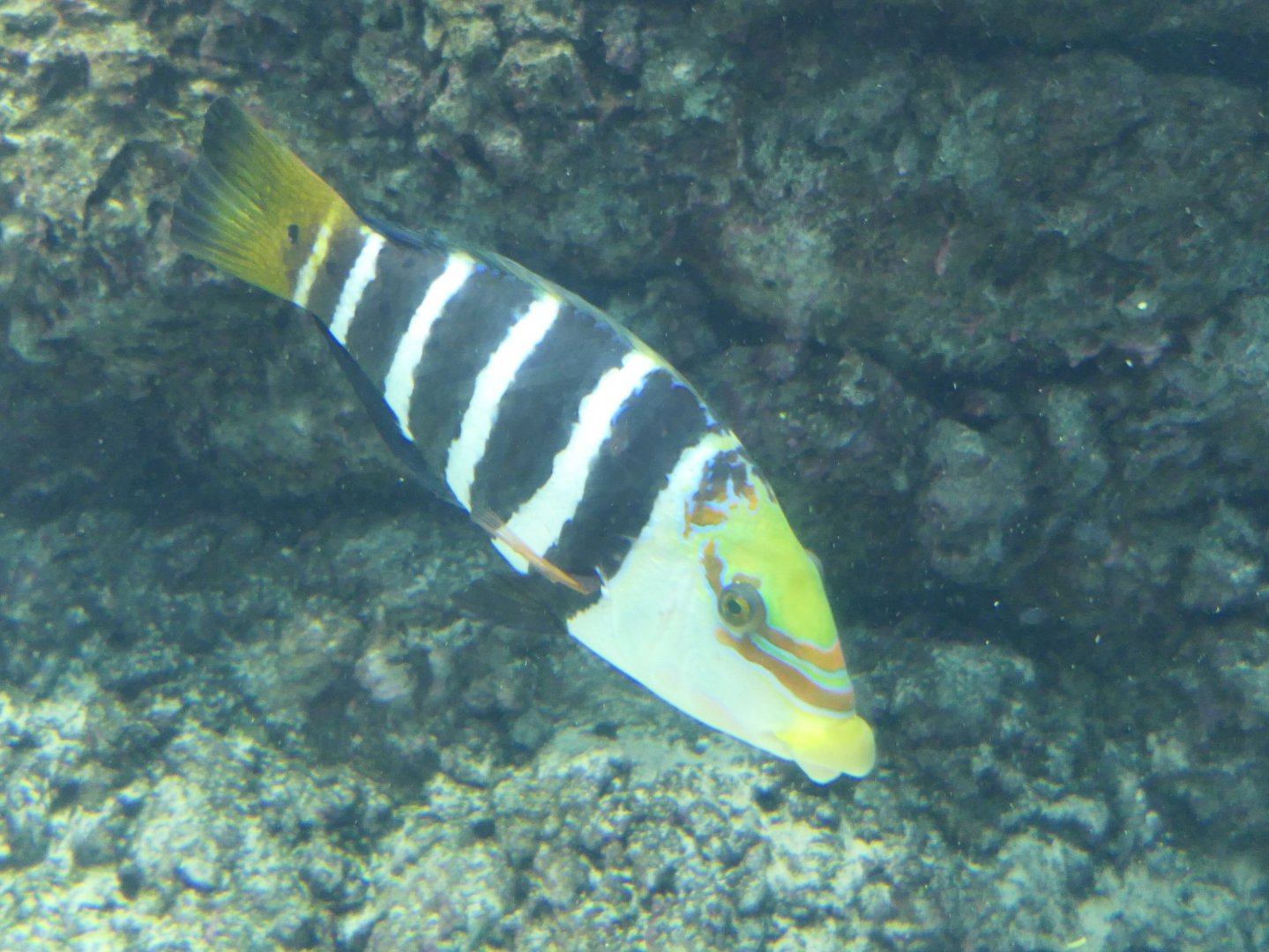 Barred Thicklip (Hemigymnus fasciatus)