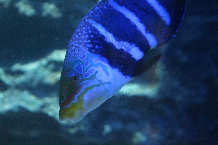 Barred thicklip wrasse (Hemigymnus fasciatus) - Suraloka Interactive Zoo