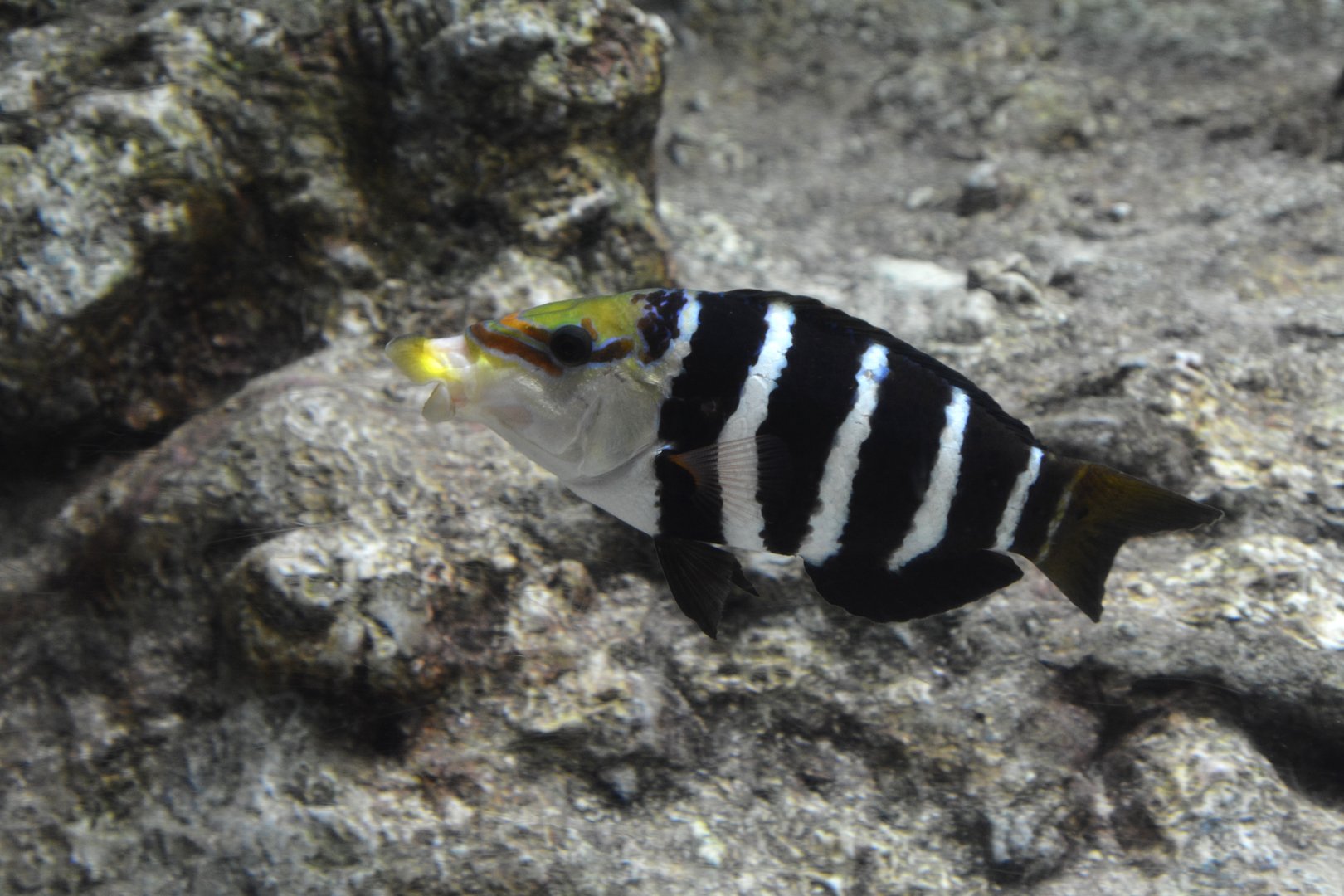 Barred thicklip wrasse (Hemigymnus fasciatus)