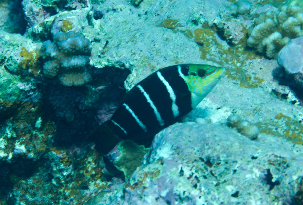 Barred Thicklips (Hemigymnus fasciatus)