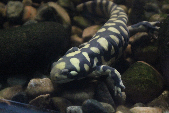 Barred tiger salamander (Ambystoma mavortium mavortium)