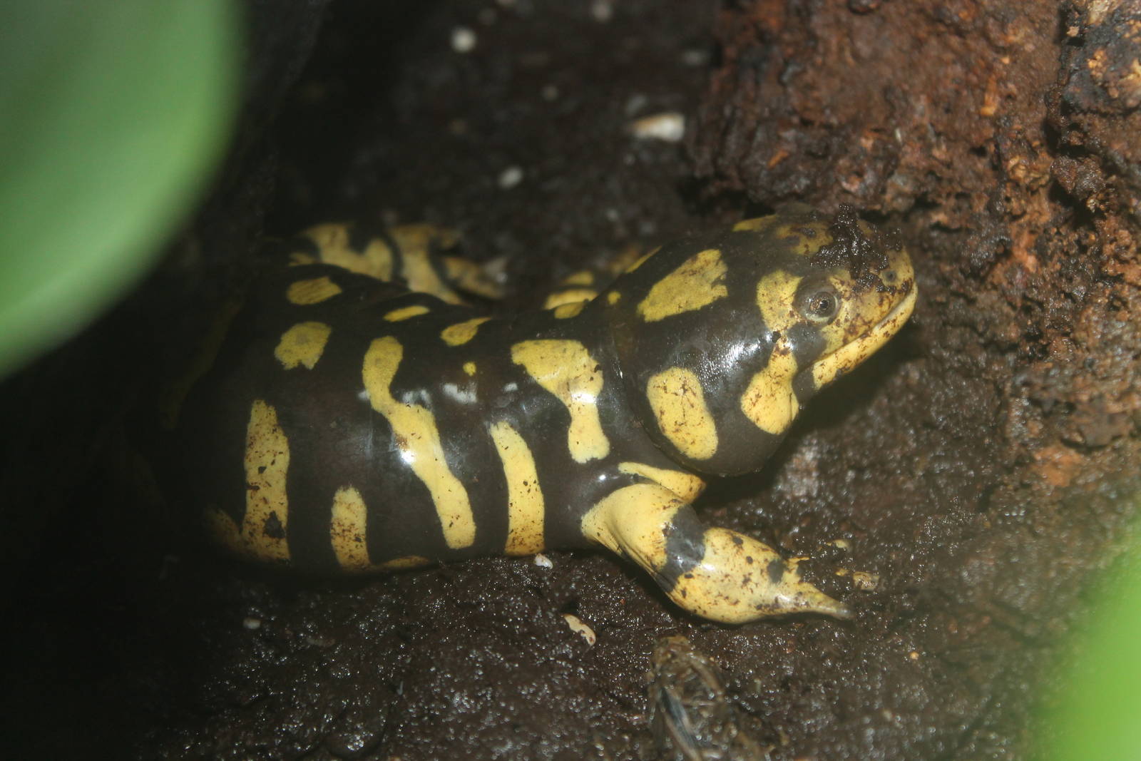 Barred Tiger Salamander (Ambystoma mavortium) November 2012