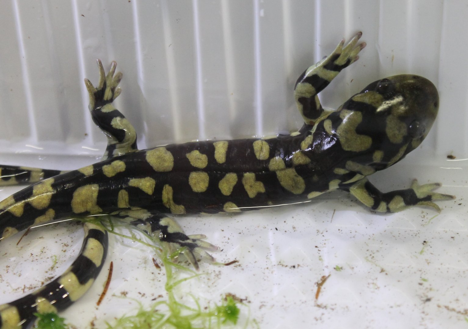 Barred tiger salamander - Ambystoma mavortium