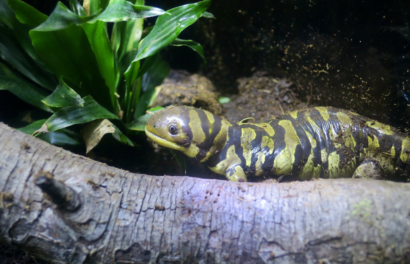 Barred Tiger Salamander (Ambystoma mavortium)