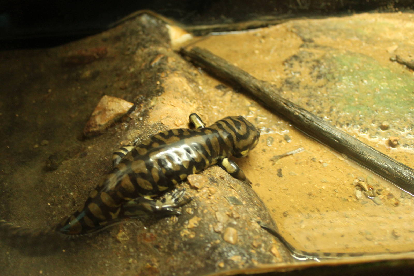 Barred Tiger Salamander